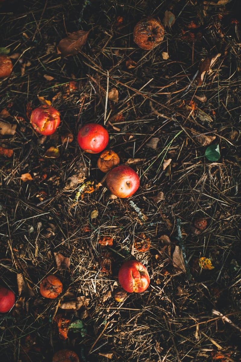 kerson fruit on grass