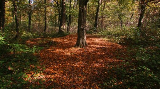brown and green trees during daytime