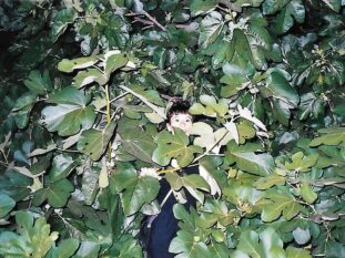 {{brizy_dc_image_alt entityId=