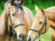 selective focus photography of two brown horses