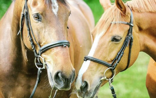 selective focus photography of two brown horses
