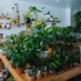 green plants on brown wooden table